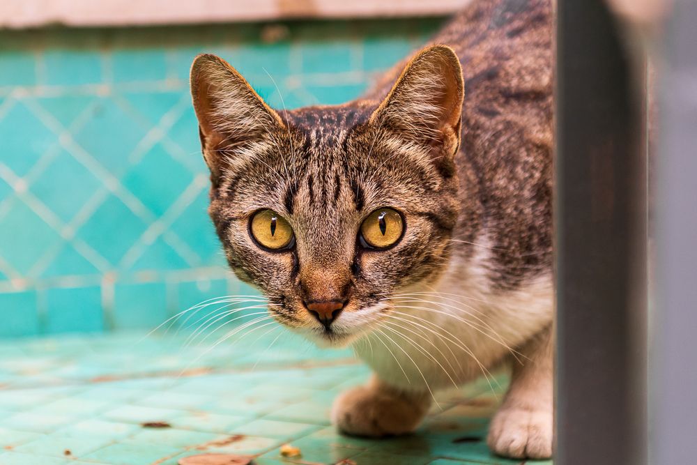 Photograph by Bruno Ribeiro