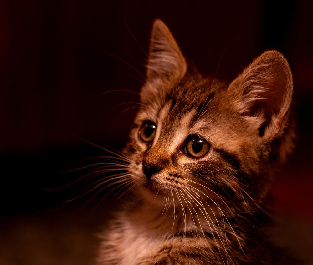 Фотография автора Дмитрий Себрин