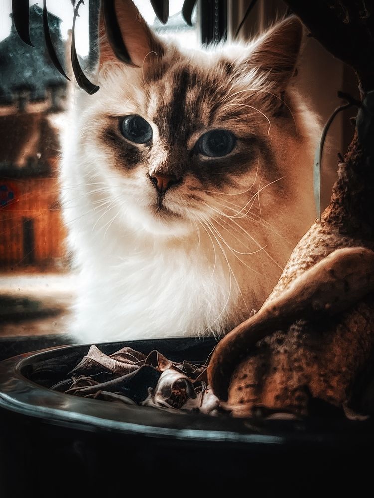 Photograph by Anya Lo