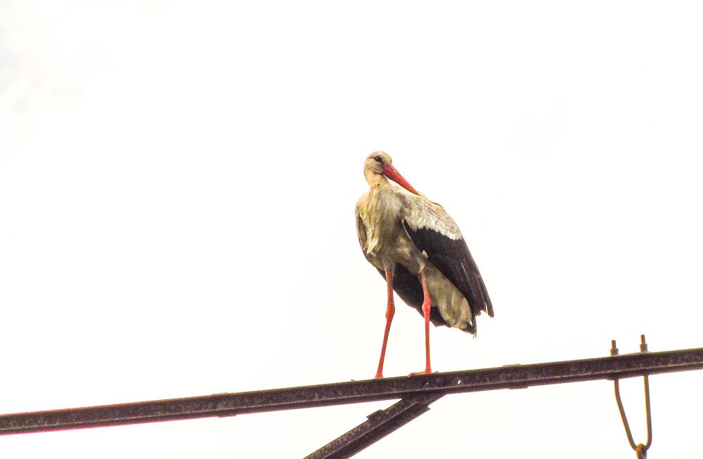 Photograph by Юлия Закопайло