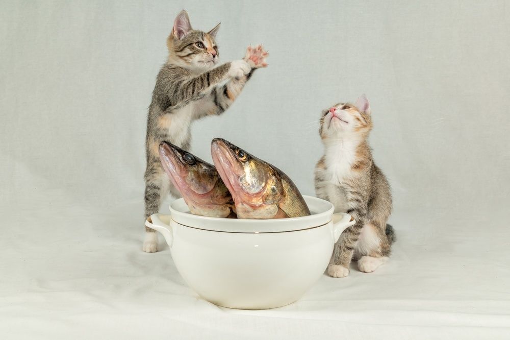 Photograph by Александр Колляков