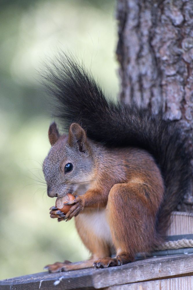 Photograph by Екатерина Загородина