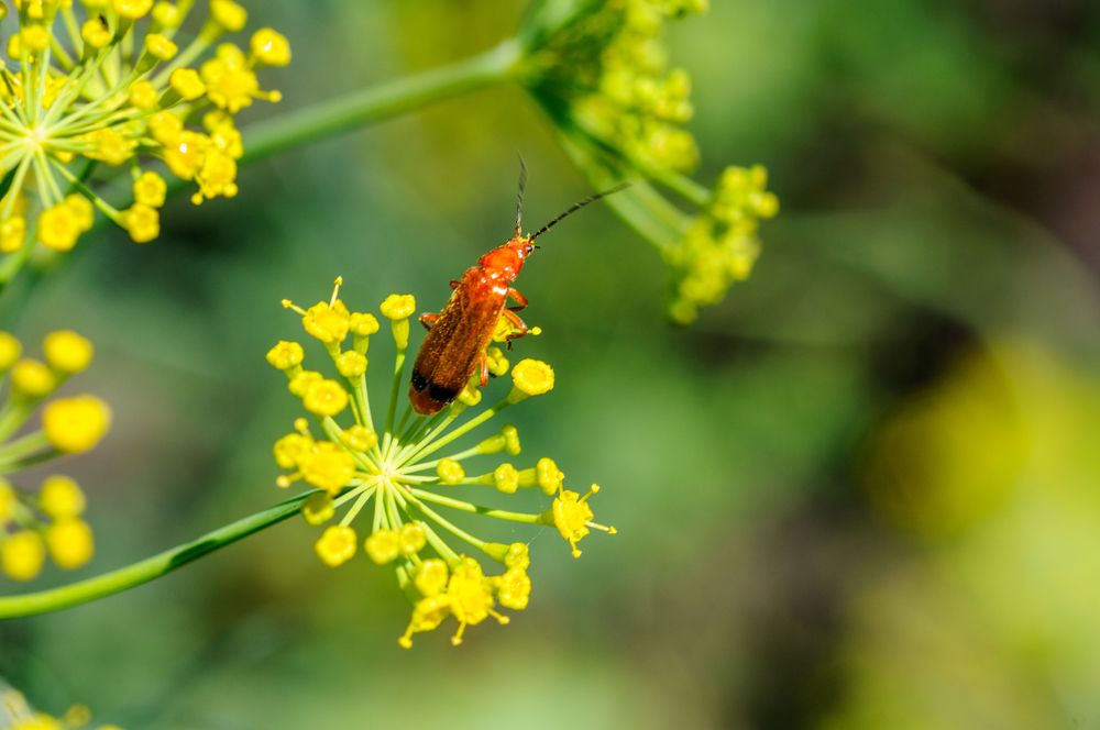 Photograph by YURIY TSARENKO