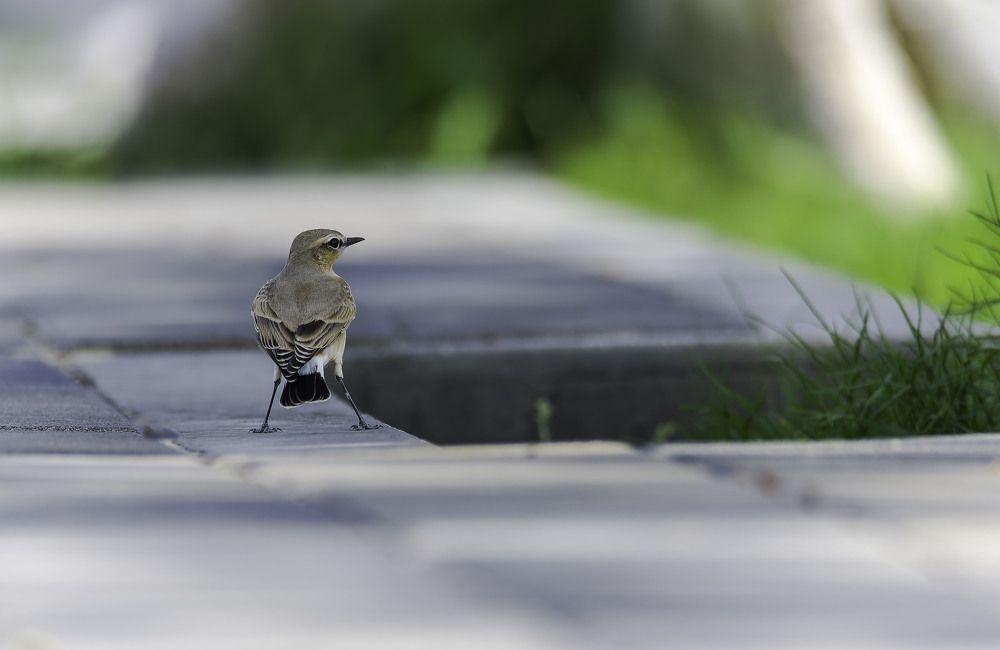 Isabelline Wheatear