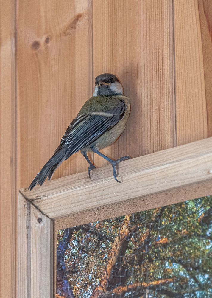Photograph by Vladimir  Komarov