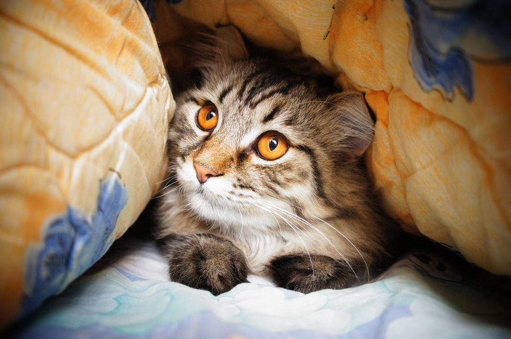 Фотография автора Ксения