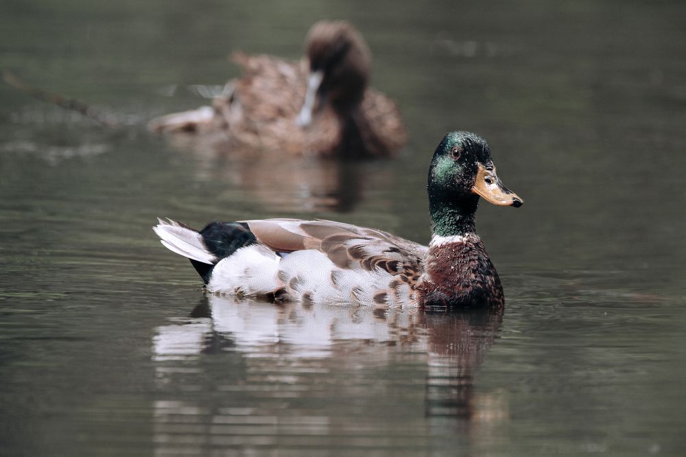 Photograph by Stefan Muji