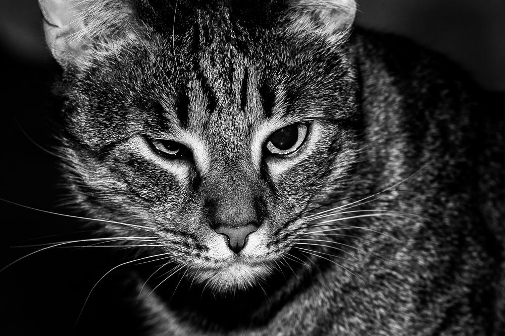 Photograph by Dobromir Botev