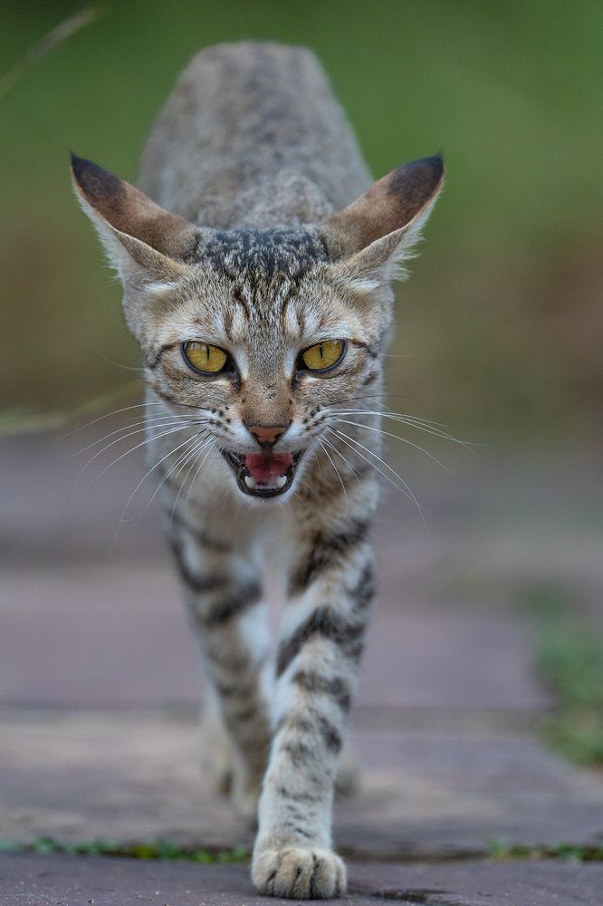 Photograph by Abhishek Kumar