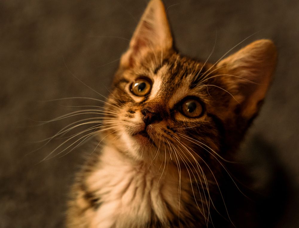 Фотография автора Дмитрий Себрин