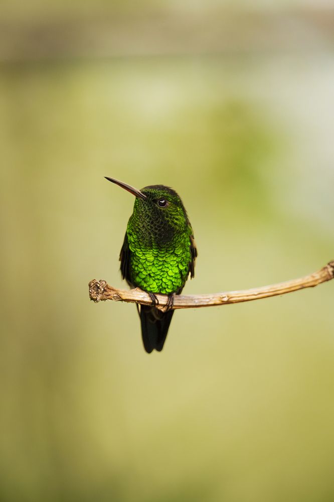 Photograph by Ricardo A. Restrepo L.