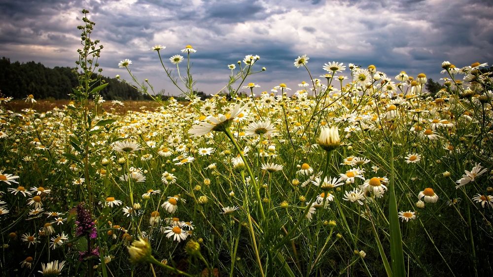 Photograph by Рязанов Юрий