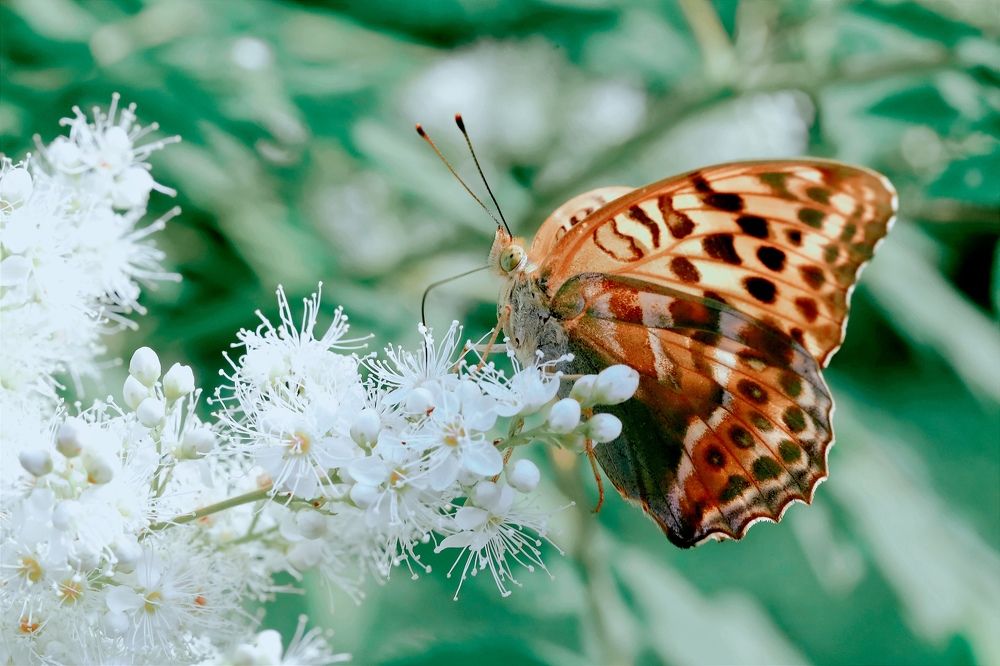 Photograph by Ольга Метлицкая