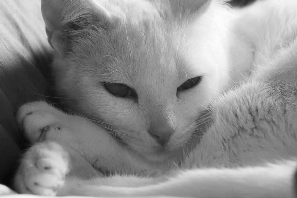 Photograph by Ricardo A. Restrepo L.