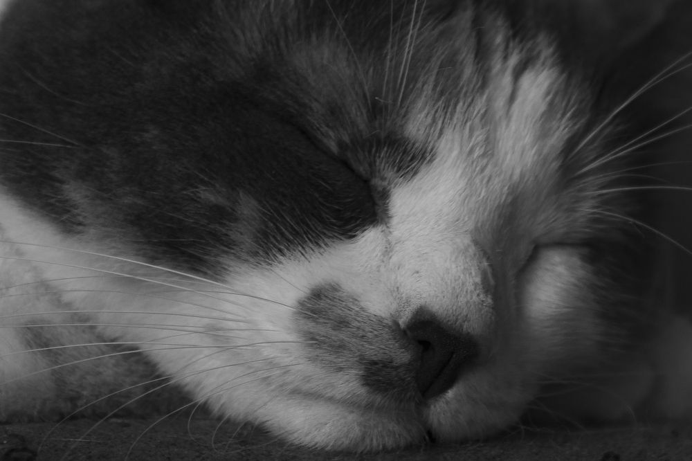 Photograph by Ricardo A. Restrepo L.