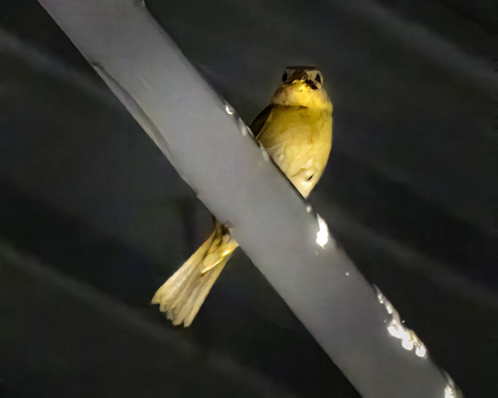 Фотография автора Ray Asiala