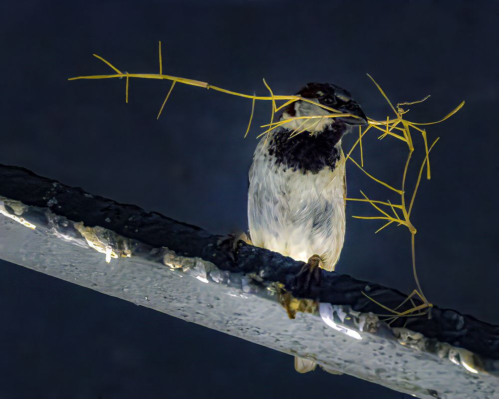 Фотография автора Ray Asiala