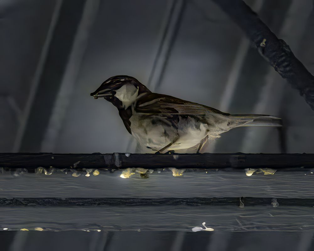 Фотография автора Ray Asiala