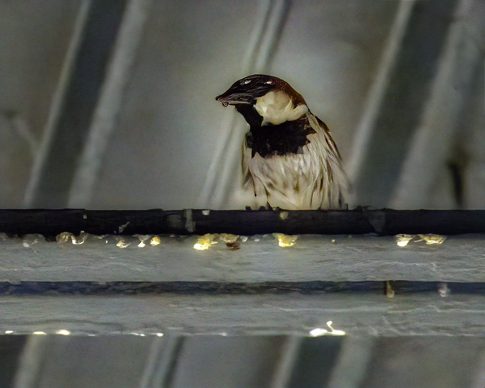 Фотография автора Ray Asiala