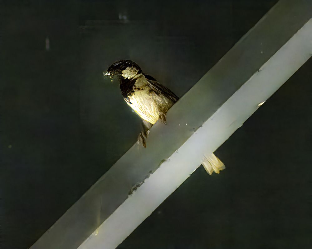 Фотография автора Ray Asiala