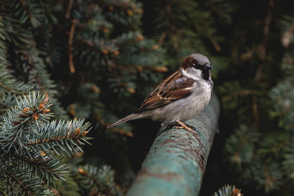 Photograph by Anton Leonchikov