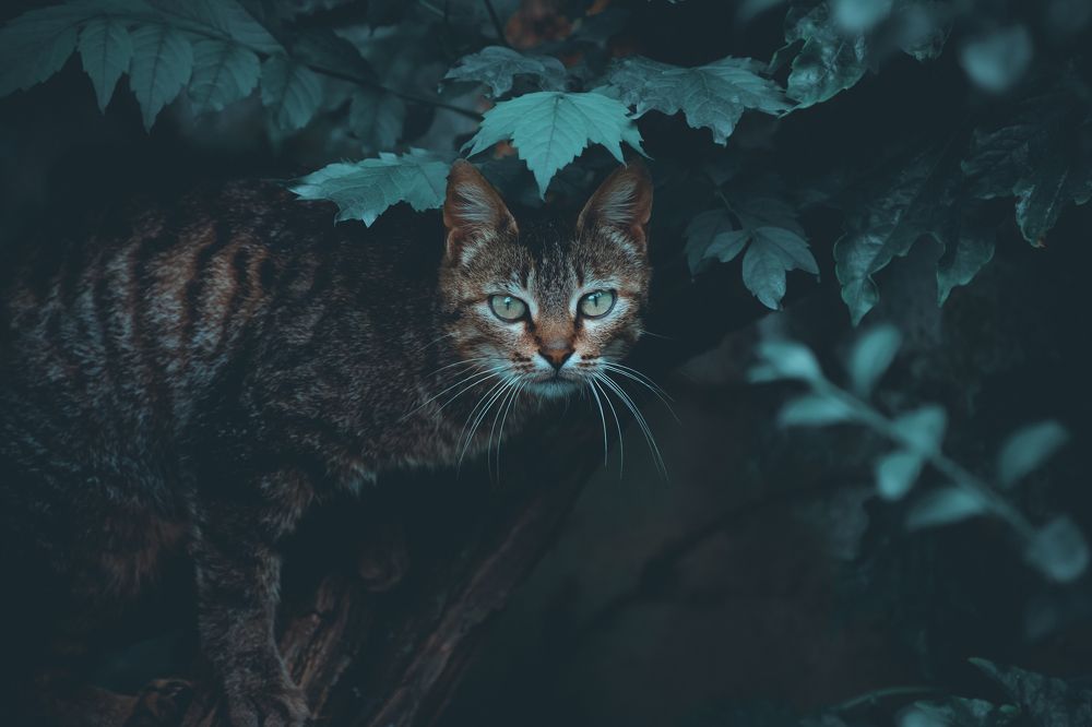 Photograph by Saba Gloveli