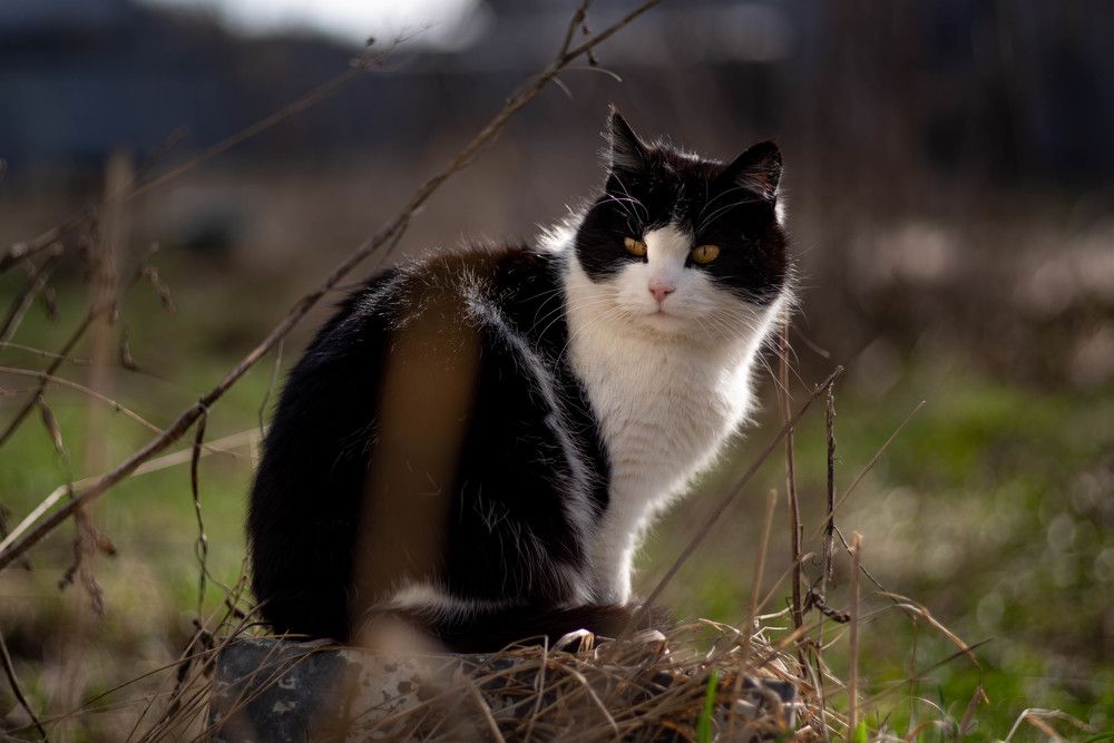 Photograph by Ирина Платицына