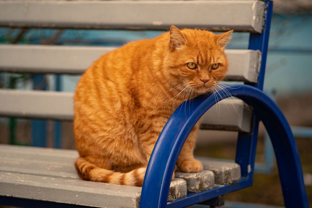 Photograph by Ирина Платицына