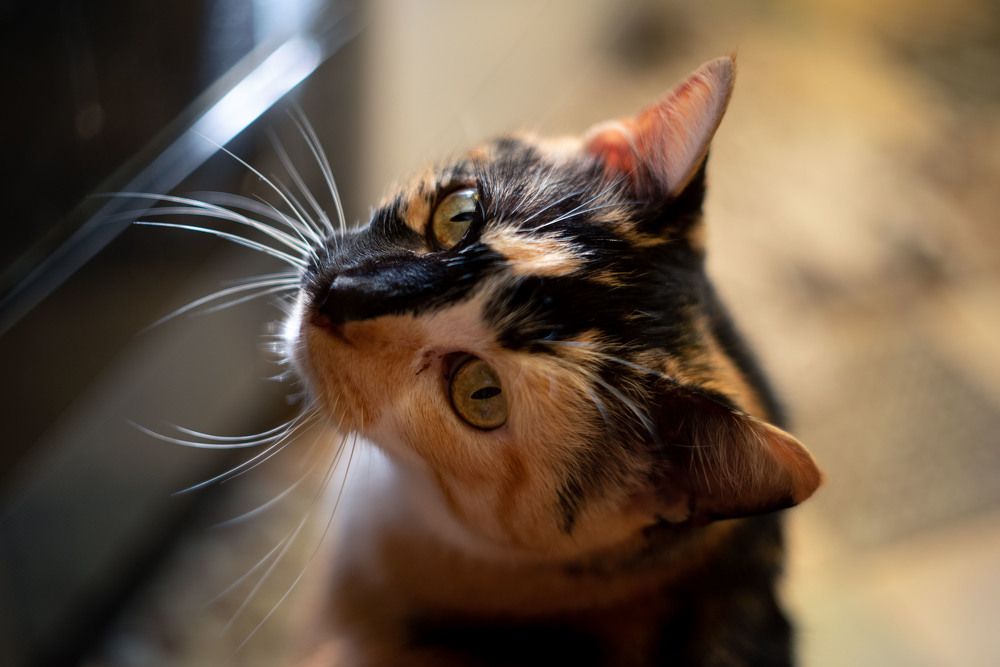 Photograph by Ирина Платицына