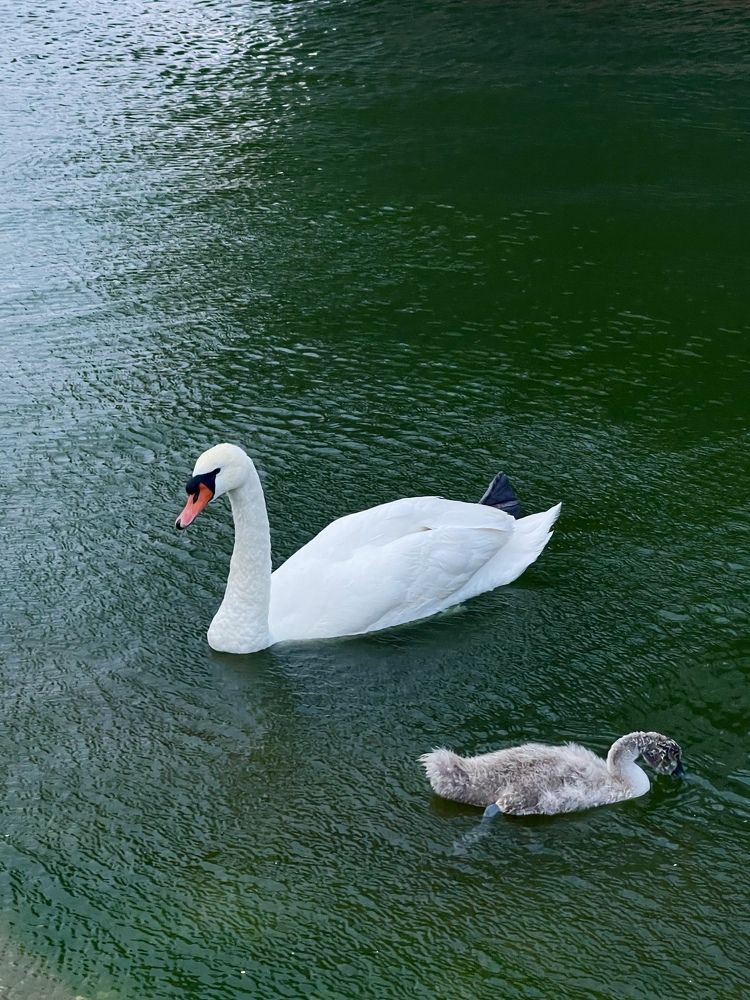 Photograph by Елена Меньшикова