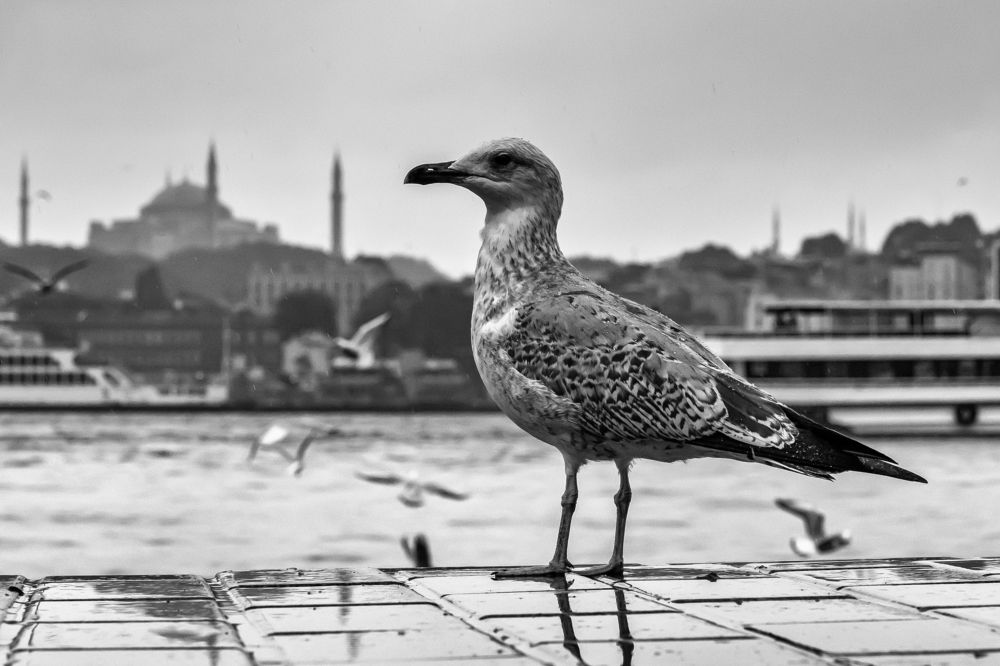 Photograph by Бахтадзе Дмитрий