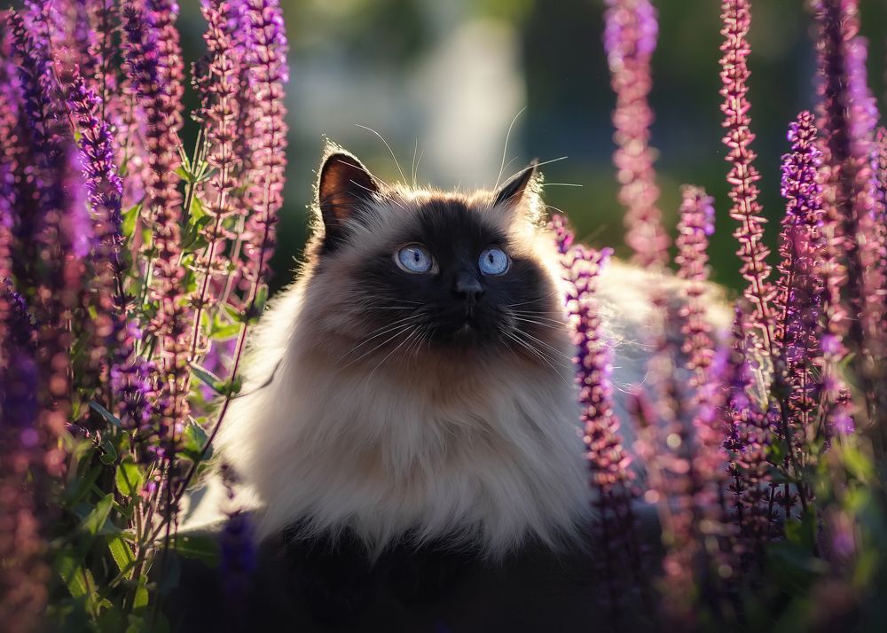 Photograph by Татьяна Самойлова