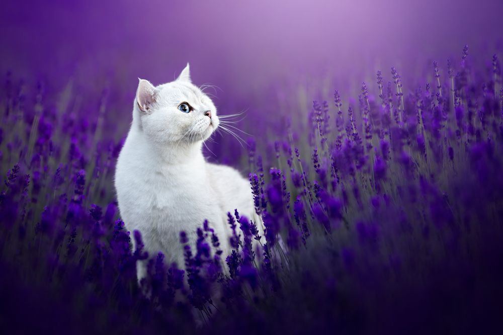 Photograph by Veronika Blažeková