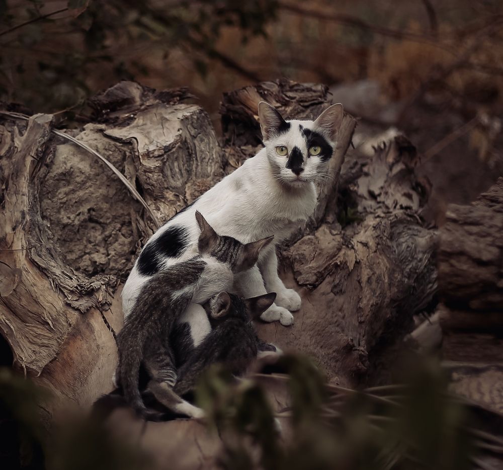 Фотография автора Awais Akram