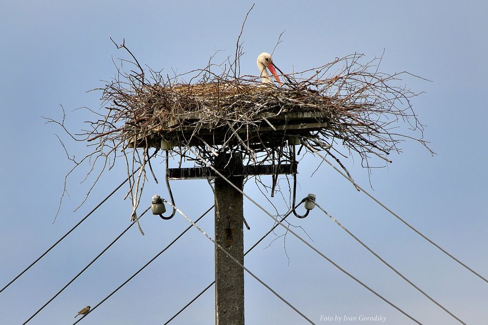 Photograph by Игорь Овсиенко