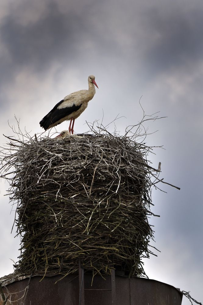 Photograph by Игорь Овсиенко