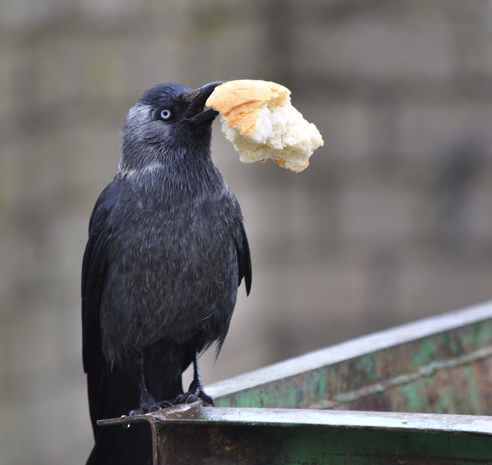 Photograph by Игорь Овсиенко