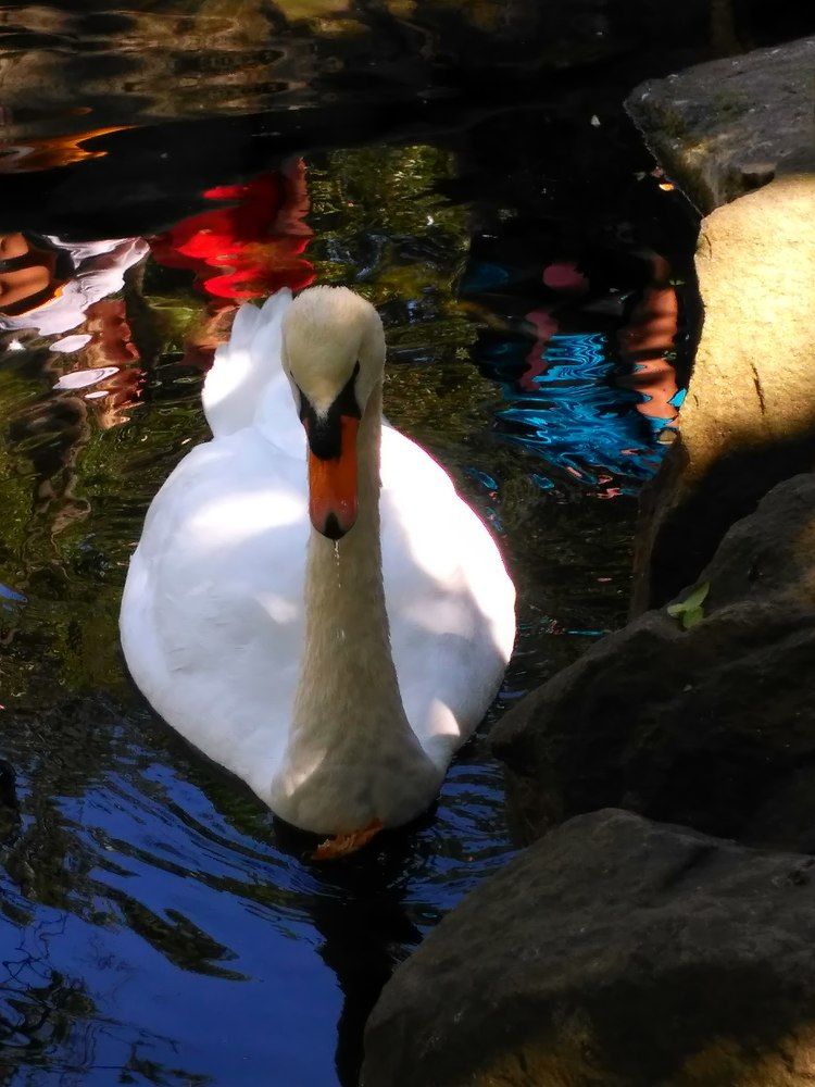 Фотография автора Оксана Радзиевская