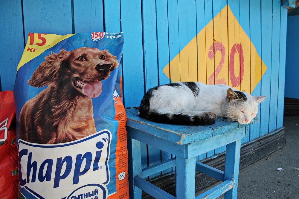 Фотография автора Александр Челмодеев