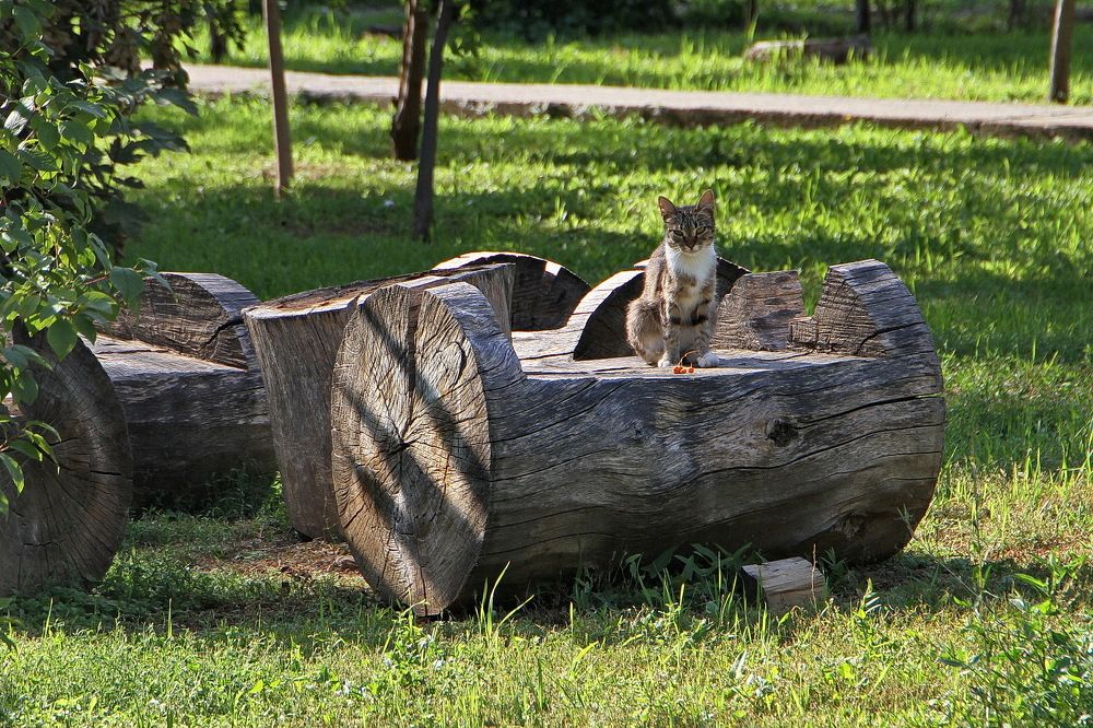 Фотография автора Александр Челмодеев