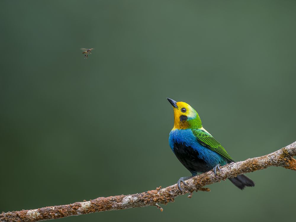 Photograph by Burgalin Sequeira Fernando