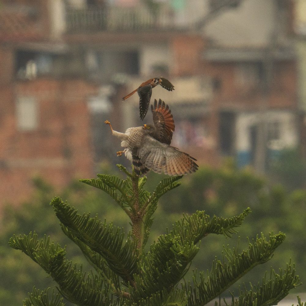 Photograph by Ricardo A. Restrepo L.