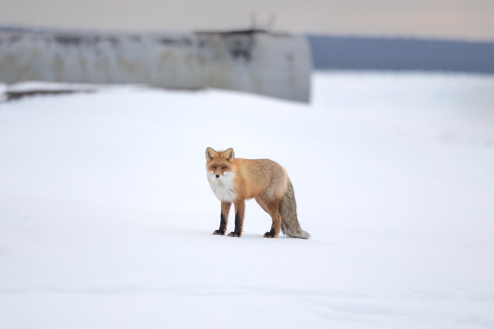 Photograph by Илья Юфа