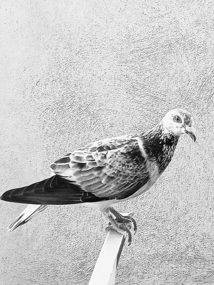 Photograph by Ebru Uluç