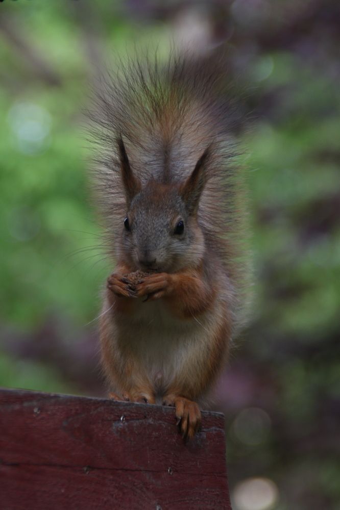 Photograph by Елена Гостева