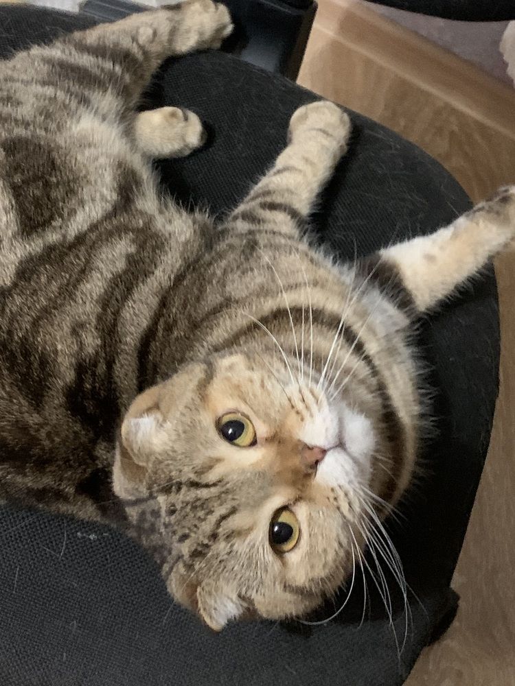 Фотография автора Ирина Шпаковская