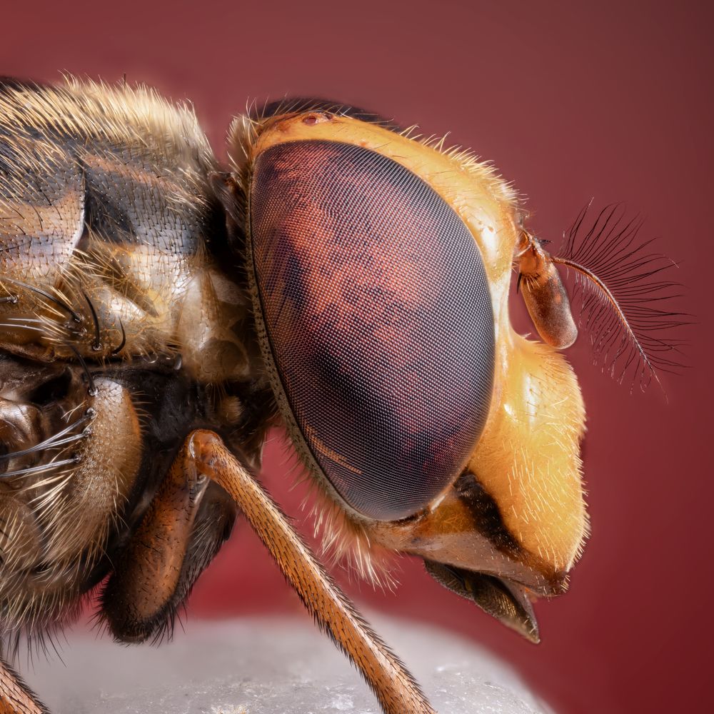 Episyrphus balteatus | Mosca cernidora | Lava eyes