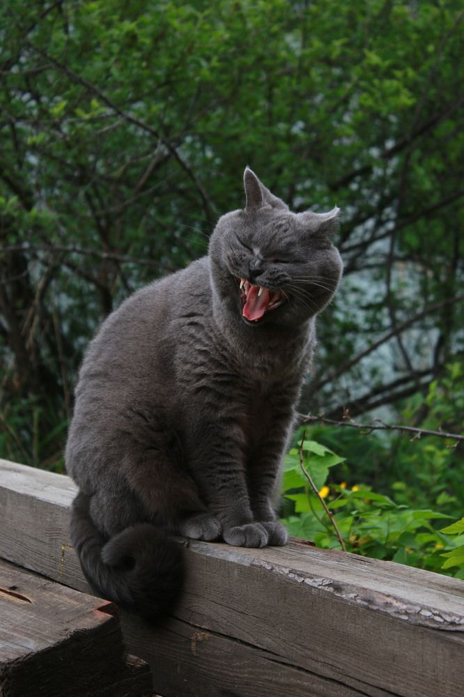 А не спеть ли мне песню...