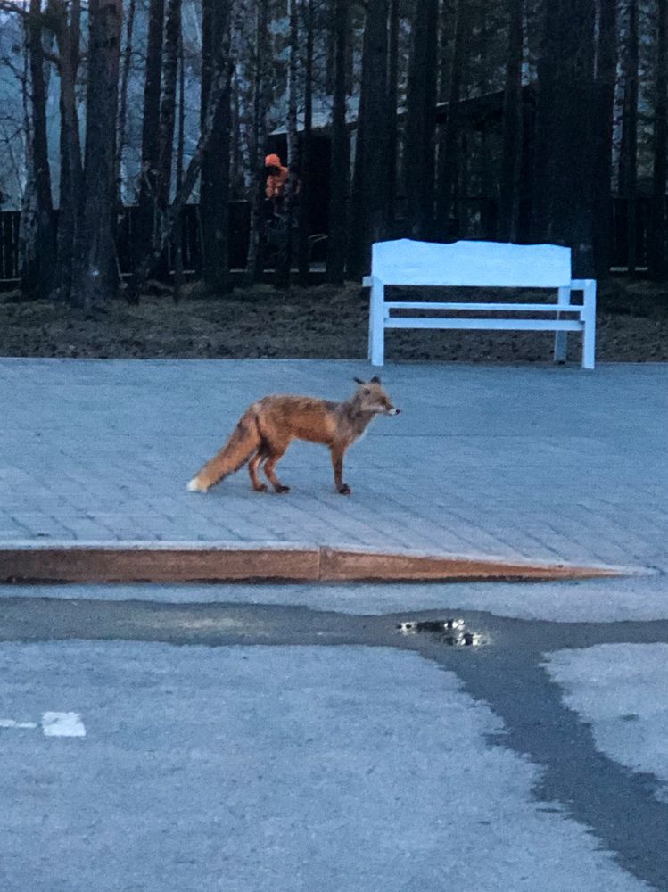 Фотография автора Светлана Гончарова