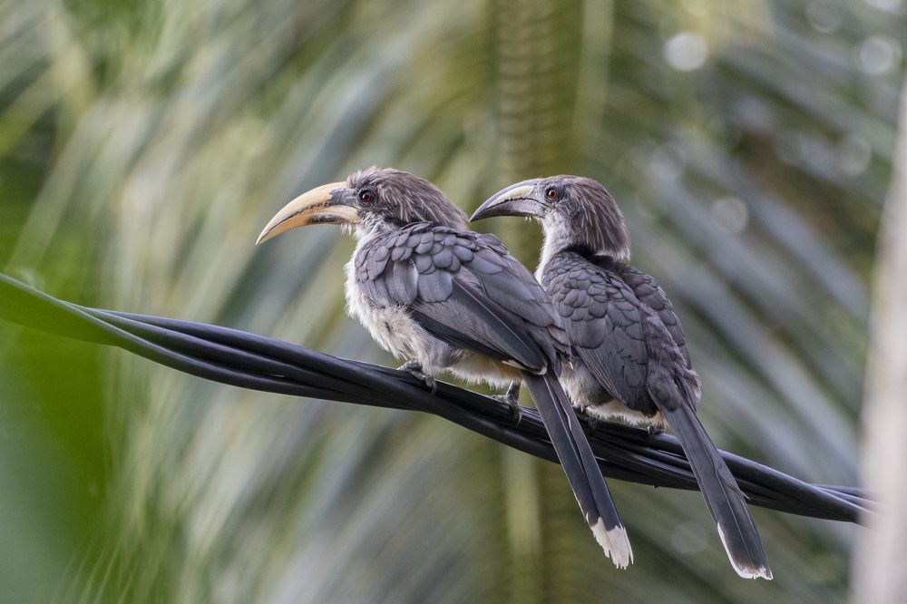Photograph by Rajeev Amaratunga